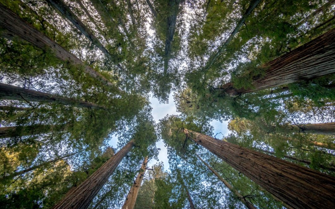 Redwoods NP [USA 2016 – 18/20]