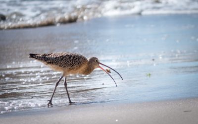 California beaches [USA 2016 – 4/20]